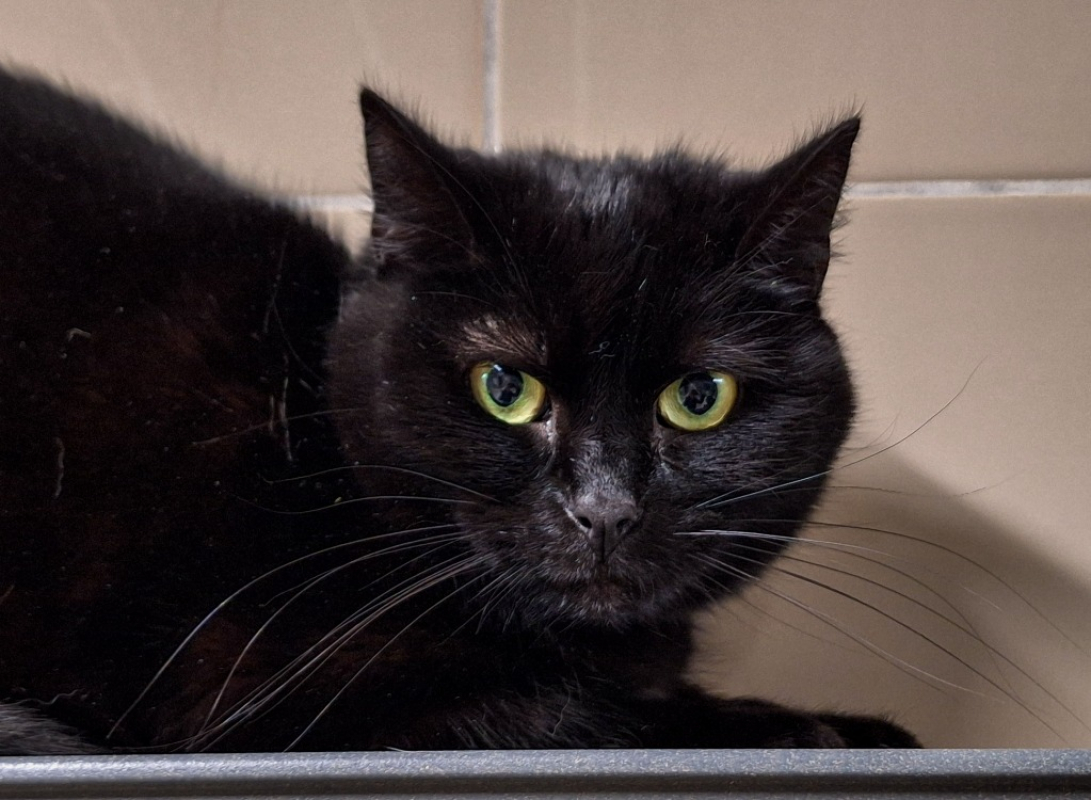 Waka - Chat Européen à adopter