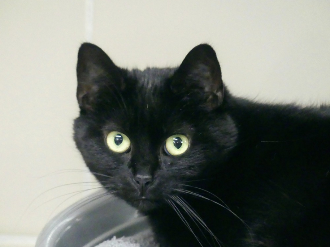 Waka - Chat Européen à adopter - photo 2