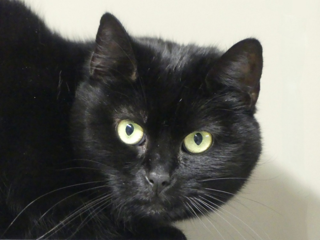 Waka - Chat Européen à adopter - photo 4