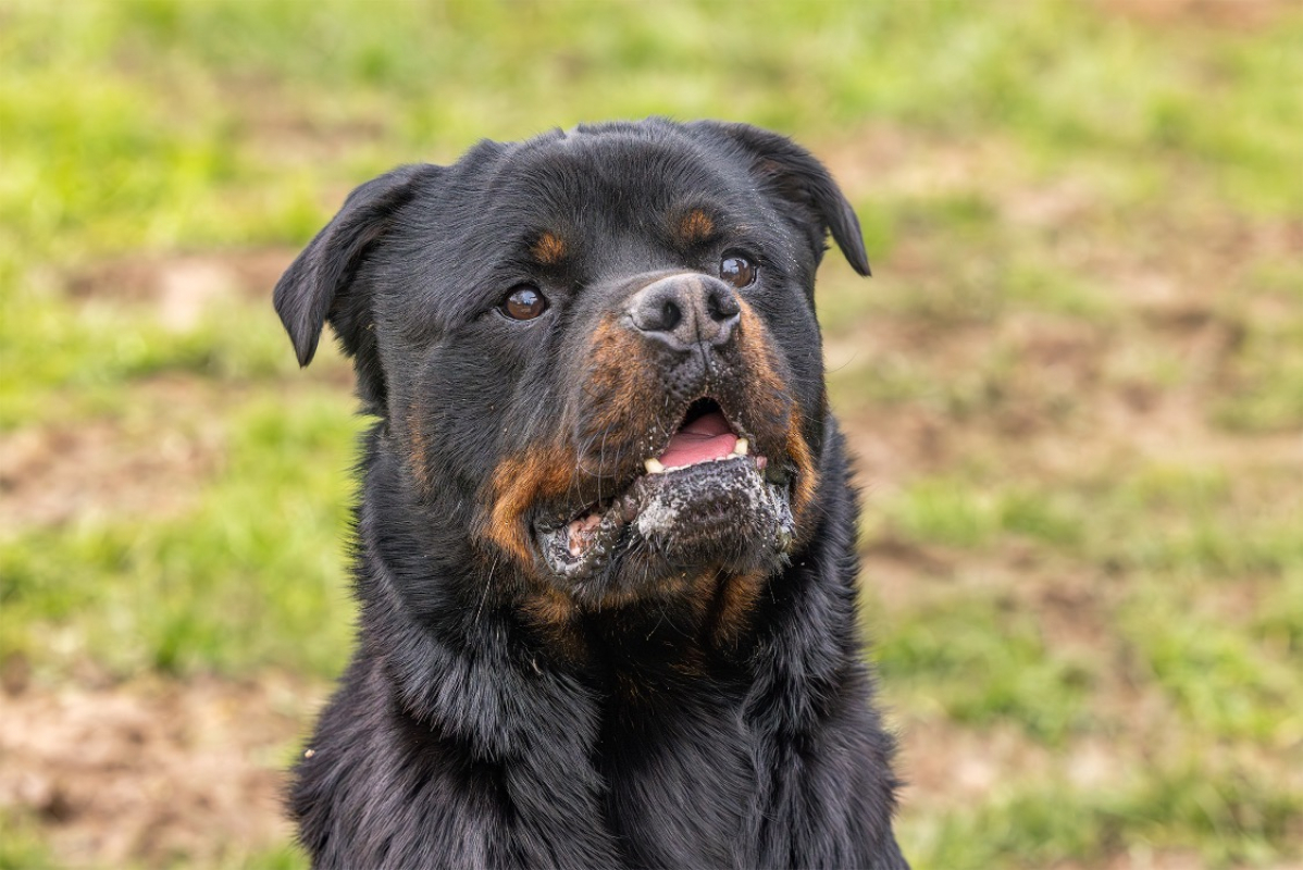 Photo #4 de Koda