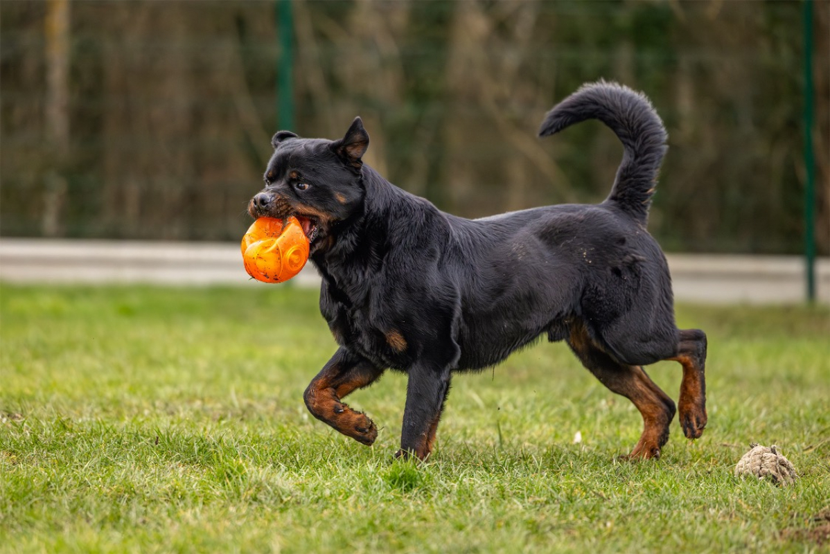Photo #6 de Koda