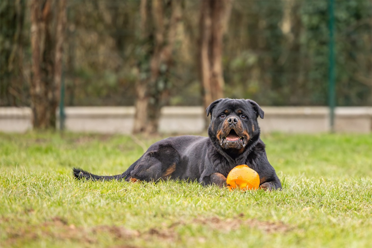 Photo #14 de Koda