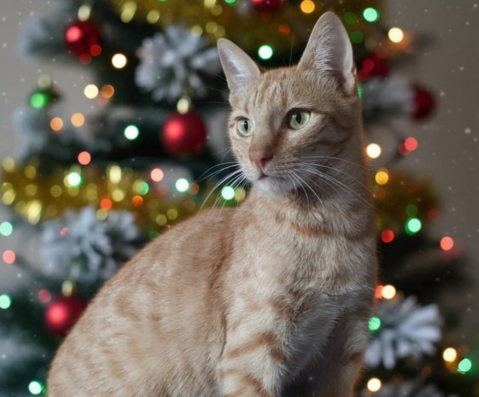 Photo #1 de Pavarotti