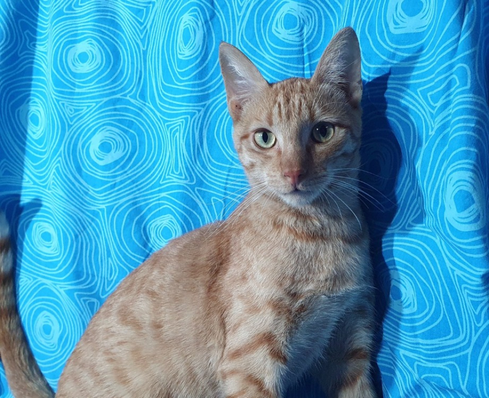 Photo #2 de Pavarotti