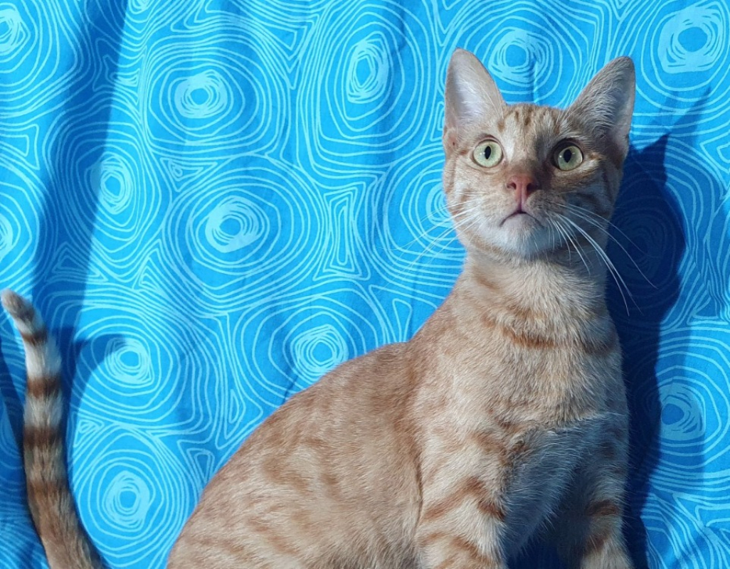 Photo #3 de Pavarotti