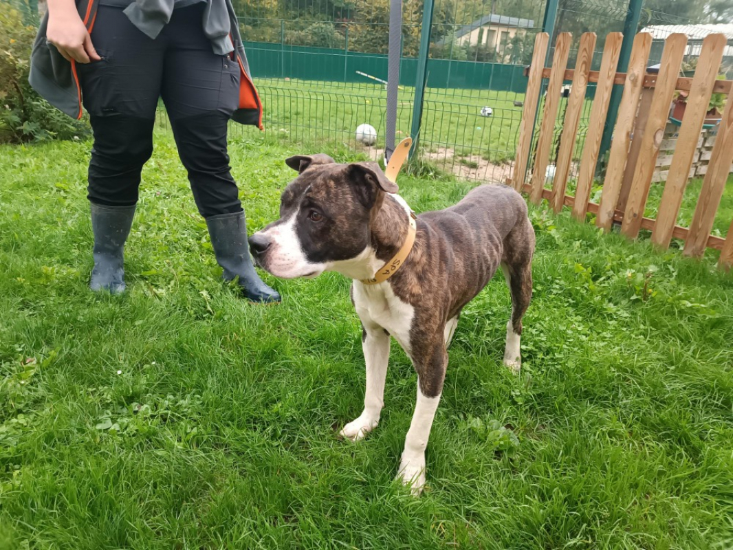 Photo #2 de Milo ex appollo