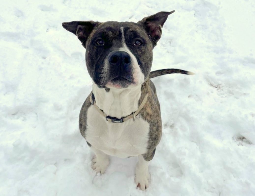 Appollo - Chien à adopter