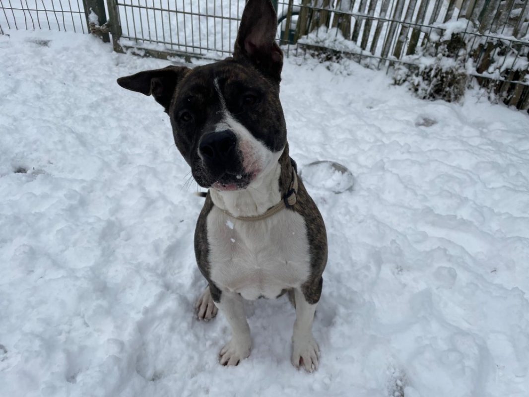 Appollo - Chien à adopter - photo 2