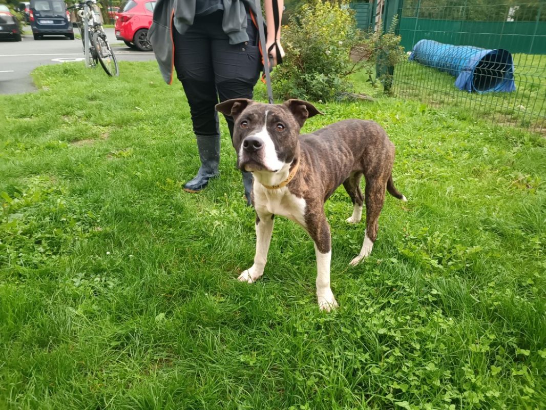 Appollo - Chien à adopter - photo 3