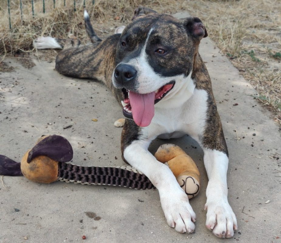 Appollo - Chien à adopter