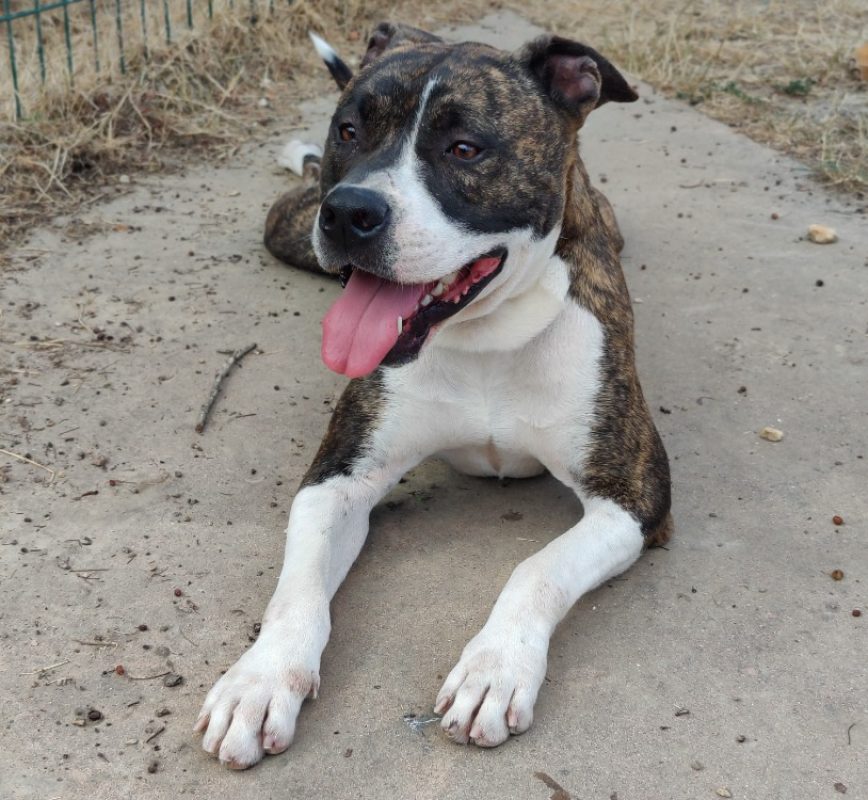 Appollo - Chien à adopter - photo 2
