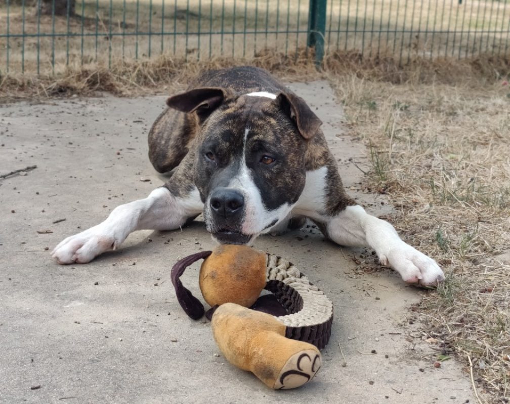 Appollo - Chien à adopter - photo 3