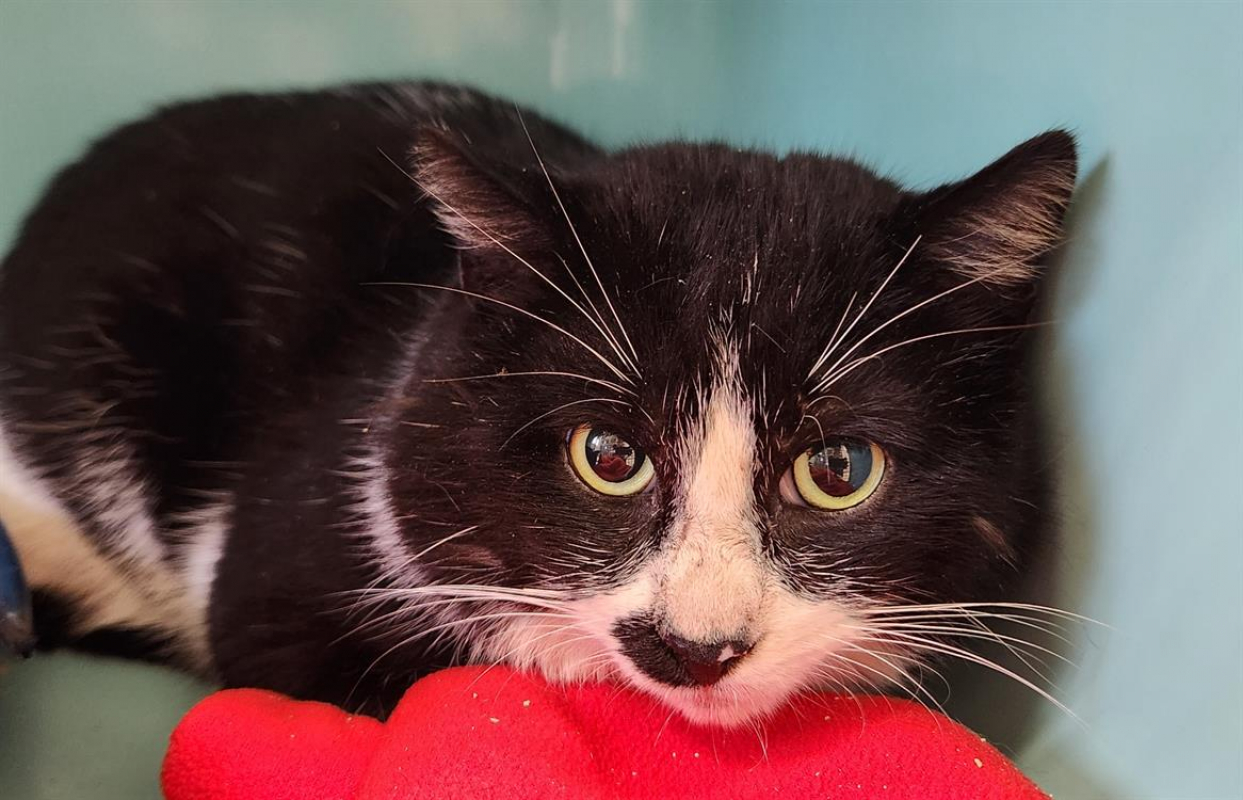 Photo #3 de Beetlejuice