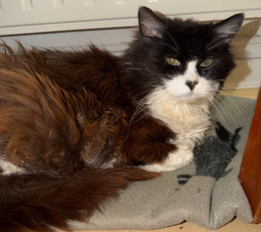 Photo #3 de Moustache le papy