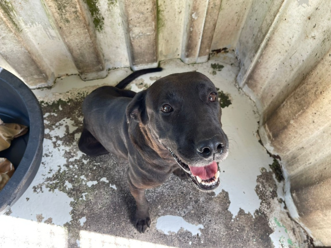 Photo #1 de Vendetta