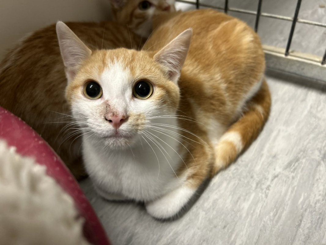 Photo #2 de Miercoles