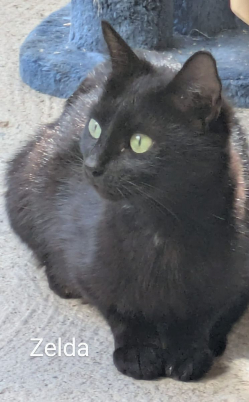 Photo de Zelda