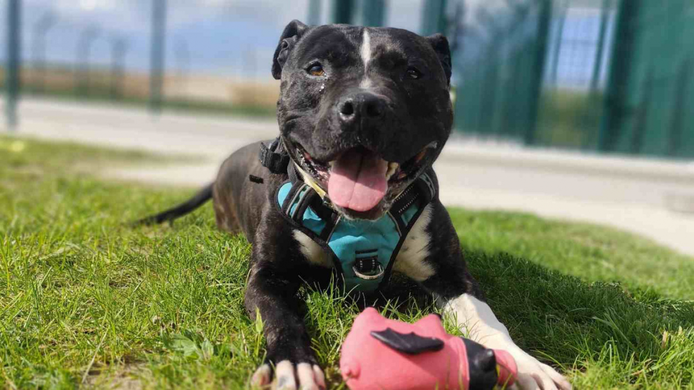 Athena - Chien à adopter