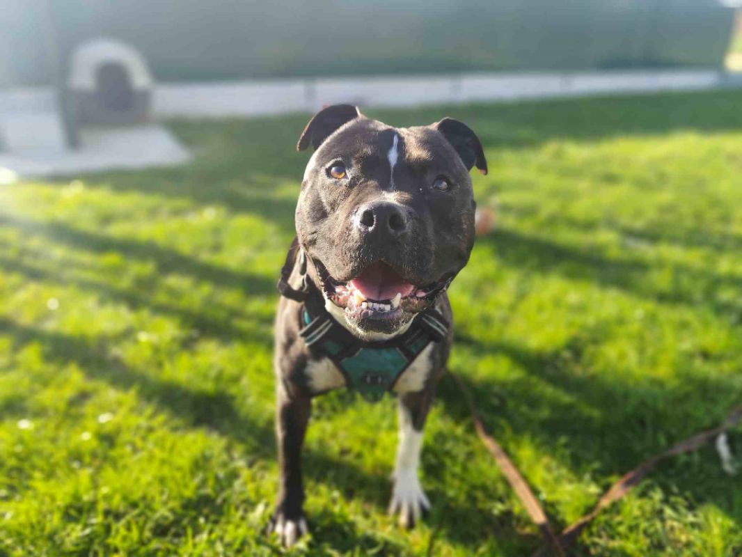 Athena - Chien à adopter - photo 2