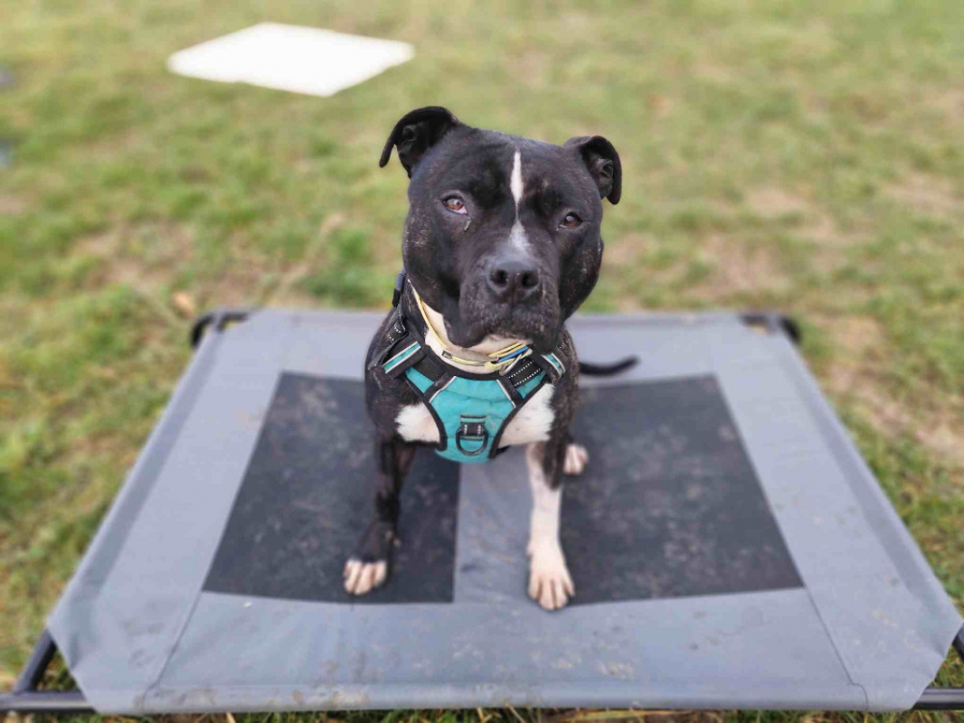 Athena - Chien à adopter - photo 3