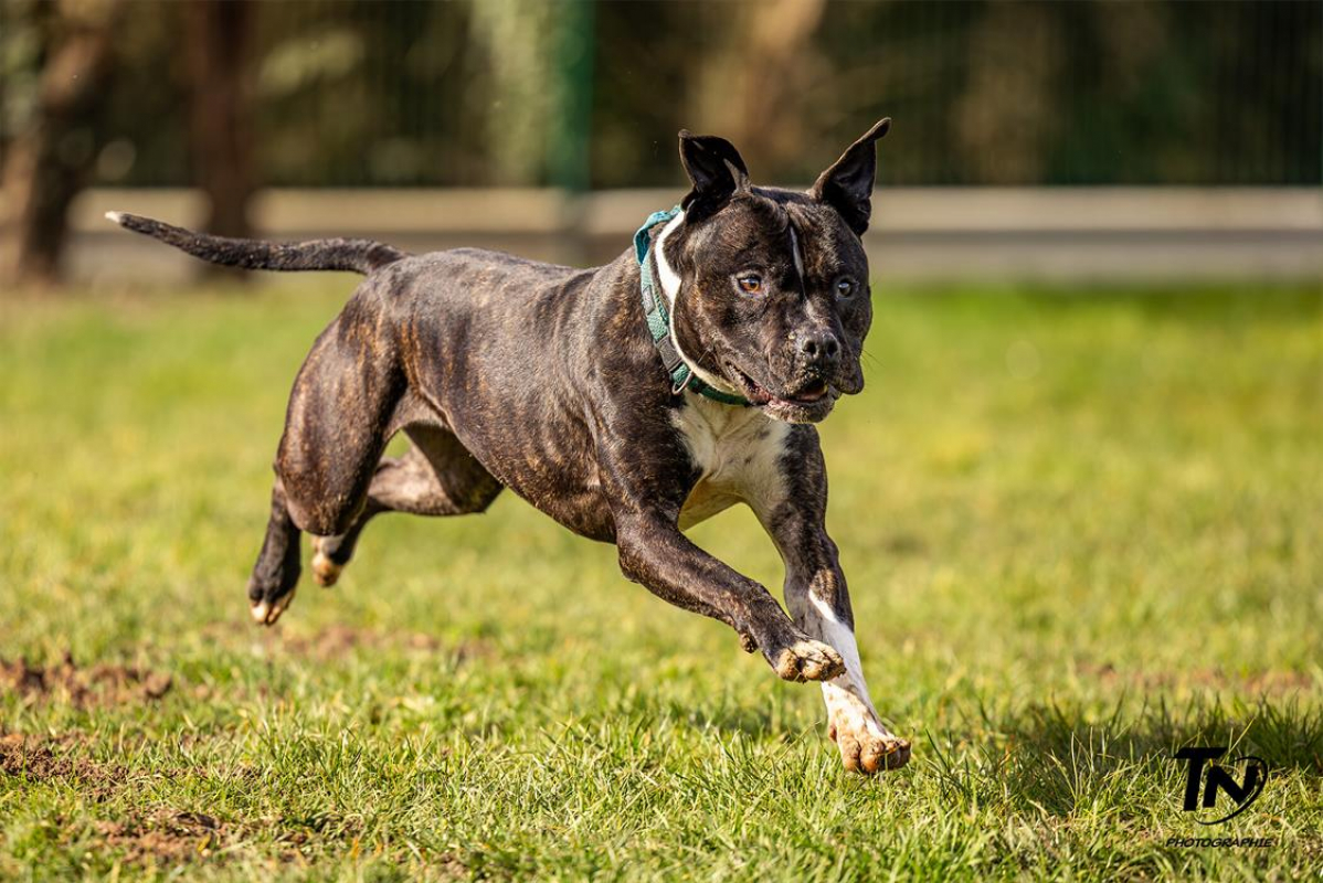 Athena - Chien à adopter - photo 4