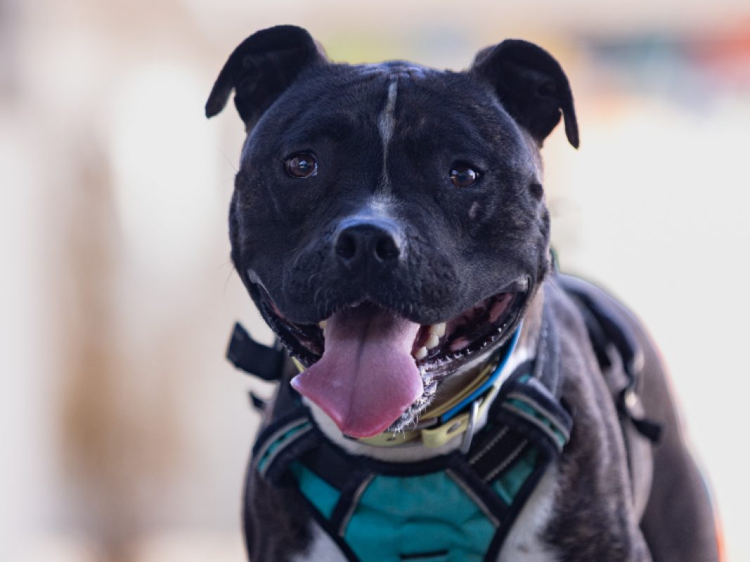 Athena - Chien à adopter