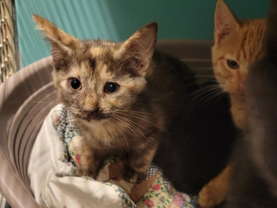 Photo de Tarte aux pommes