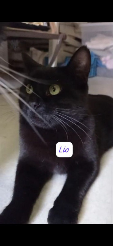 Photo #1 de Lio