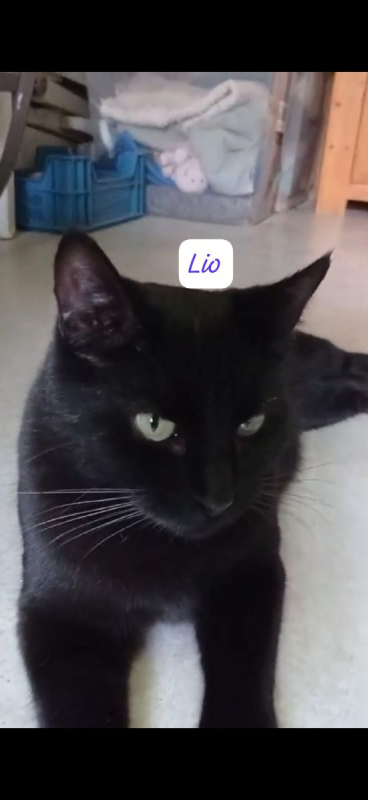 Photo #2 de Lio