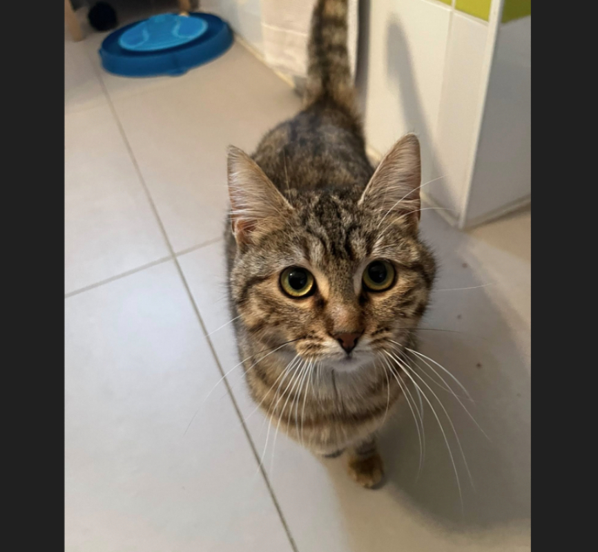 Photo #1 de Amethyste