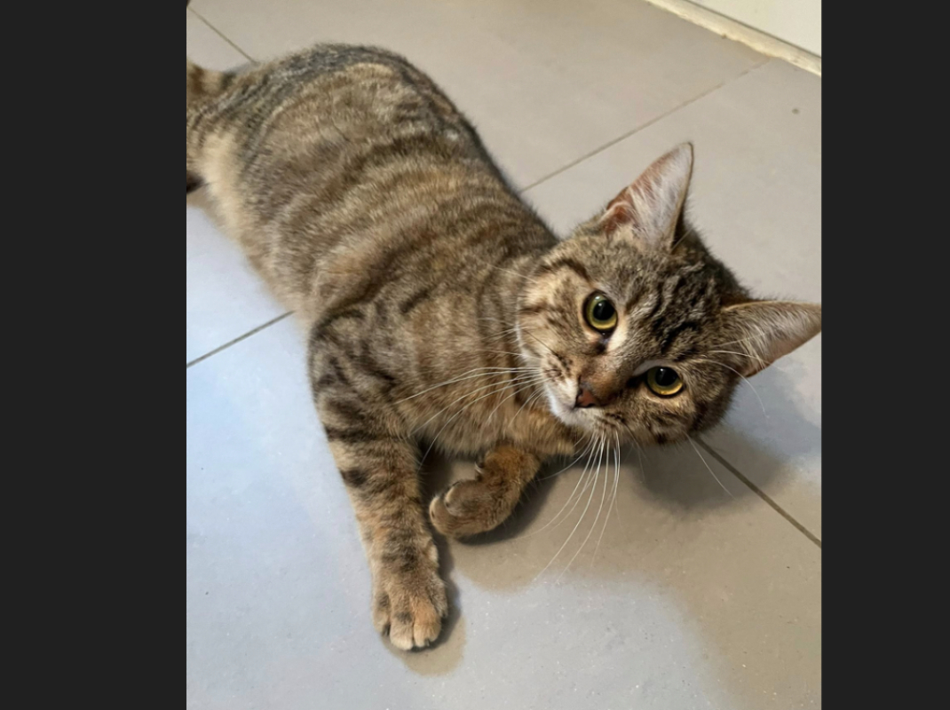 Photo #3 de Amethyste