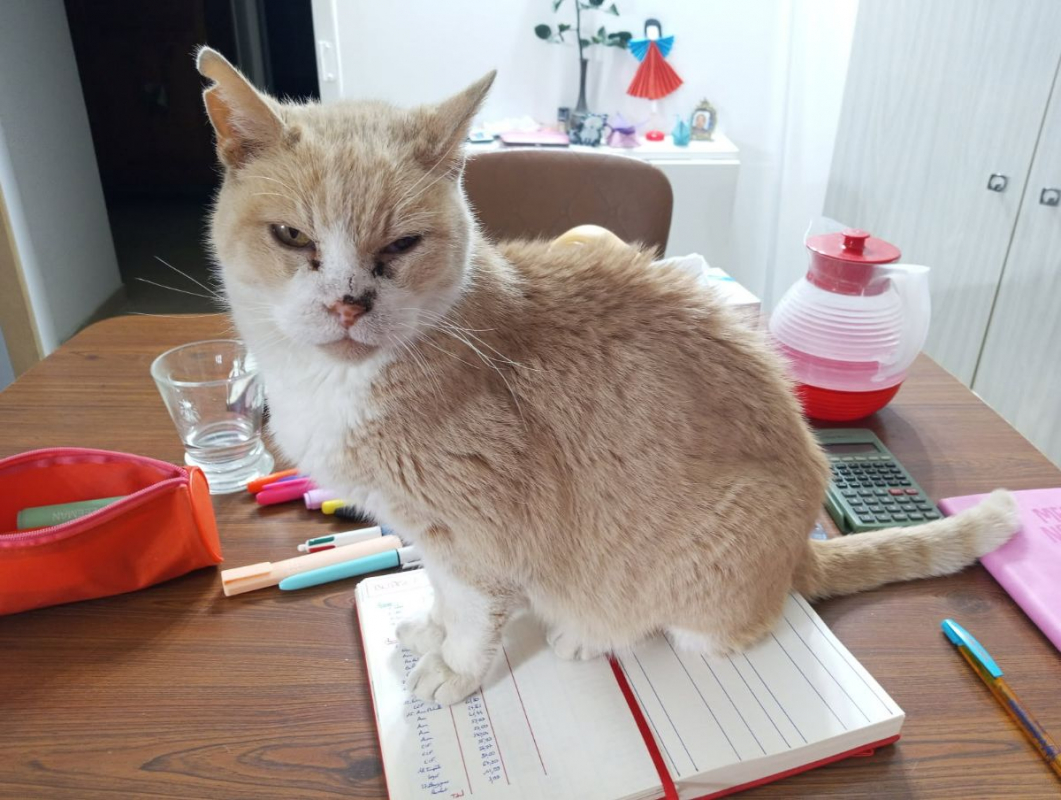 Photo de Yoda