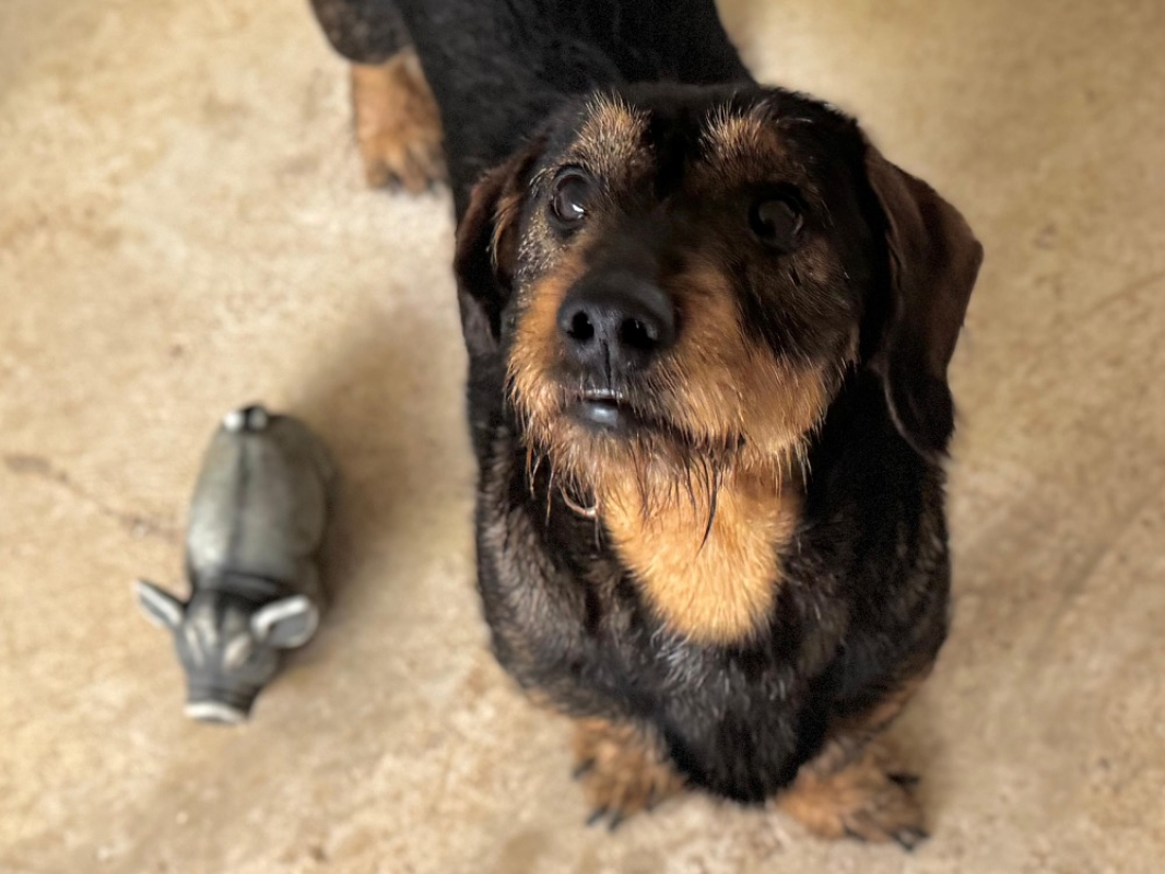 Photo #1 de Gribouille