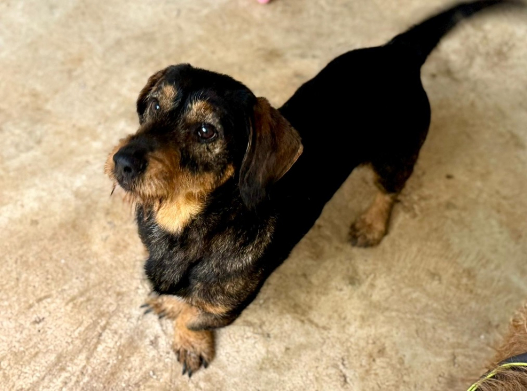 Photo #2 de Gribouille