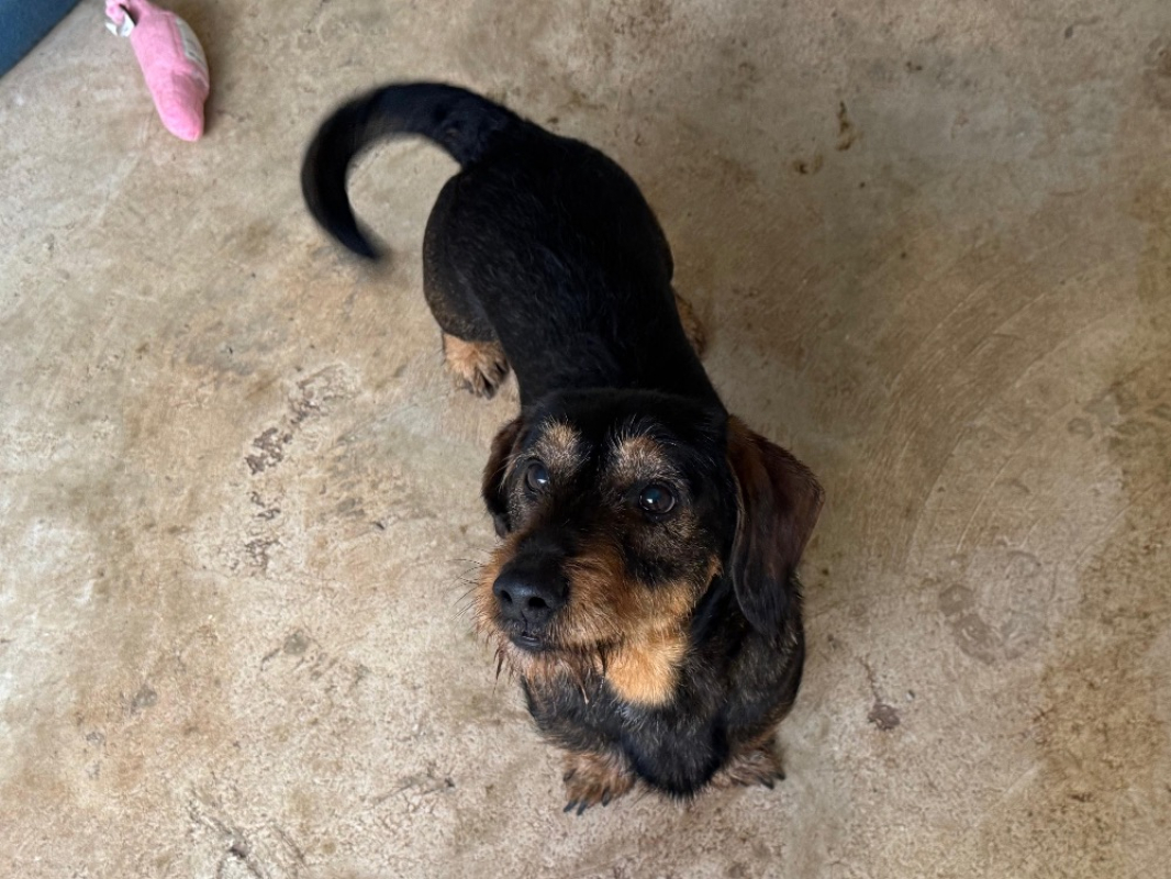 Photo #3 de Gribouille