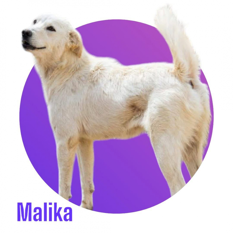 Photo #2 de Malika 