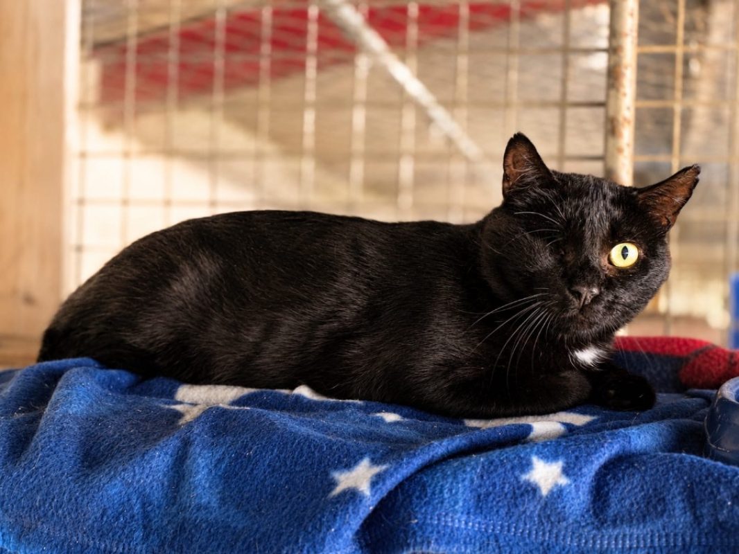 Goupil - Chat Européen à adopter