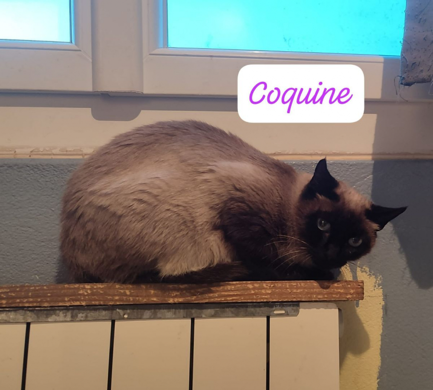 Photo de Coquine