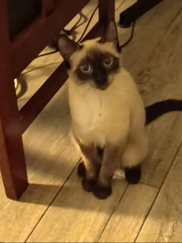 Photo de Kaya