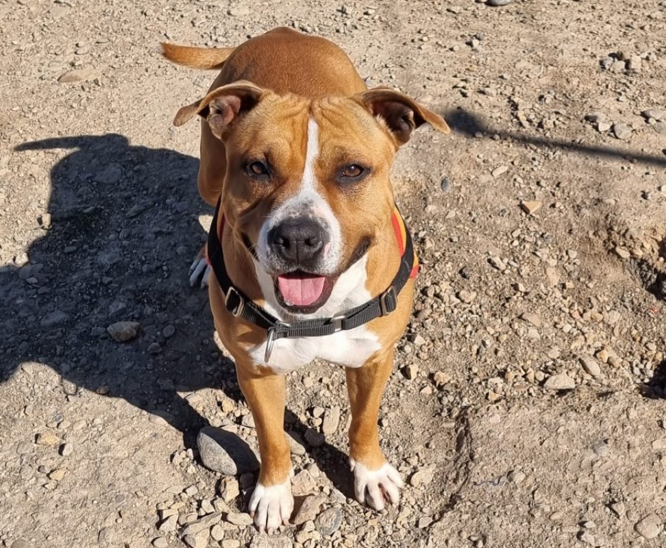 Nala - Chien à adopter