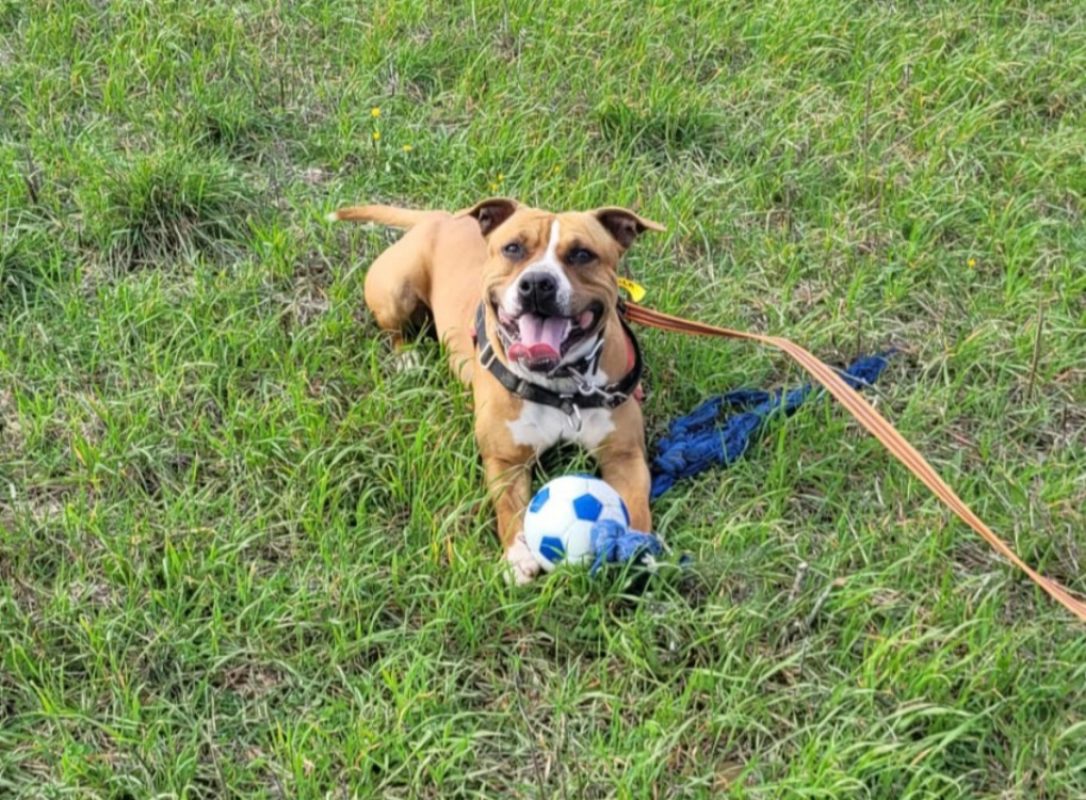 Nala - Chien à adopter - photo 2