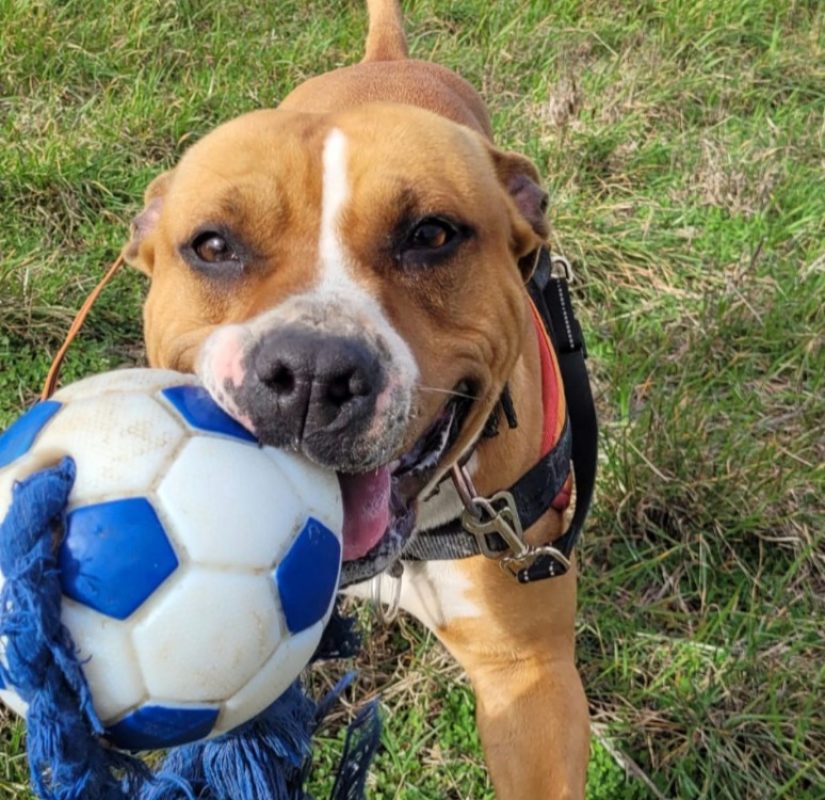 Nala - Chien à adopter - photo 3