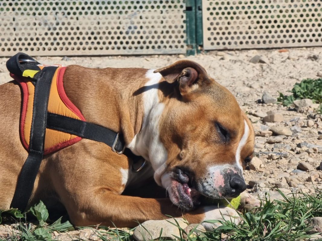 Nala - Chien à adopter - photo 4
