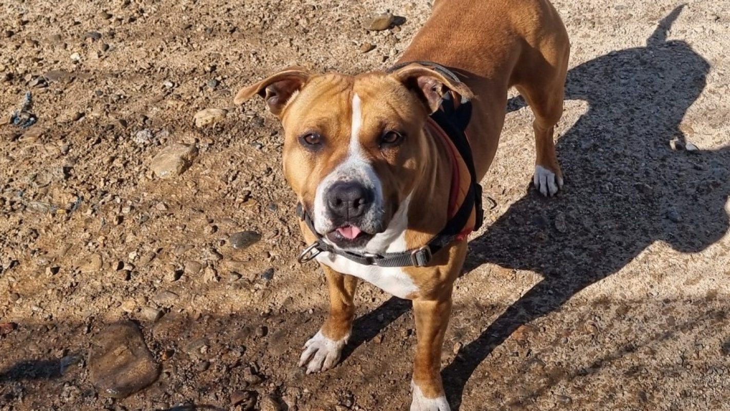 Nala - Chien à adopter - photo 5