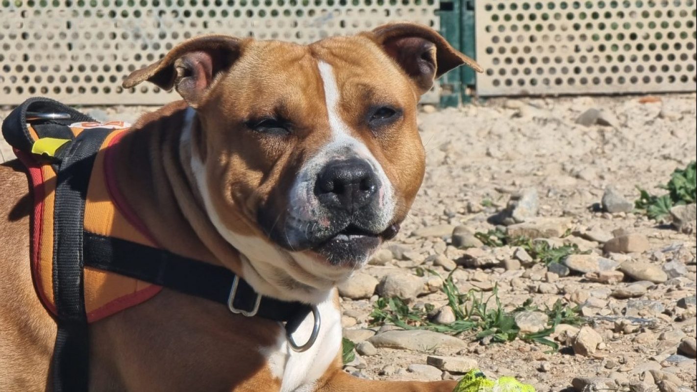 Nala - Chien à adopter - photo 6