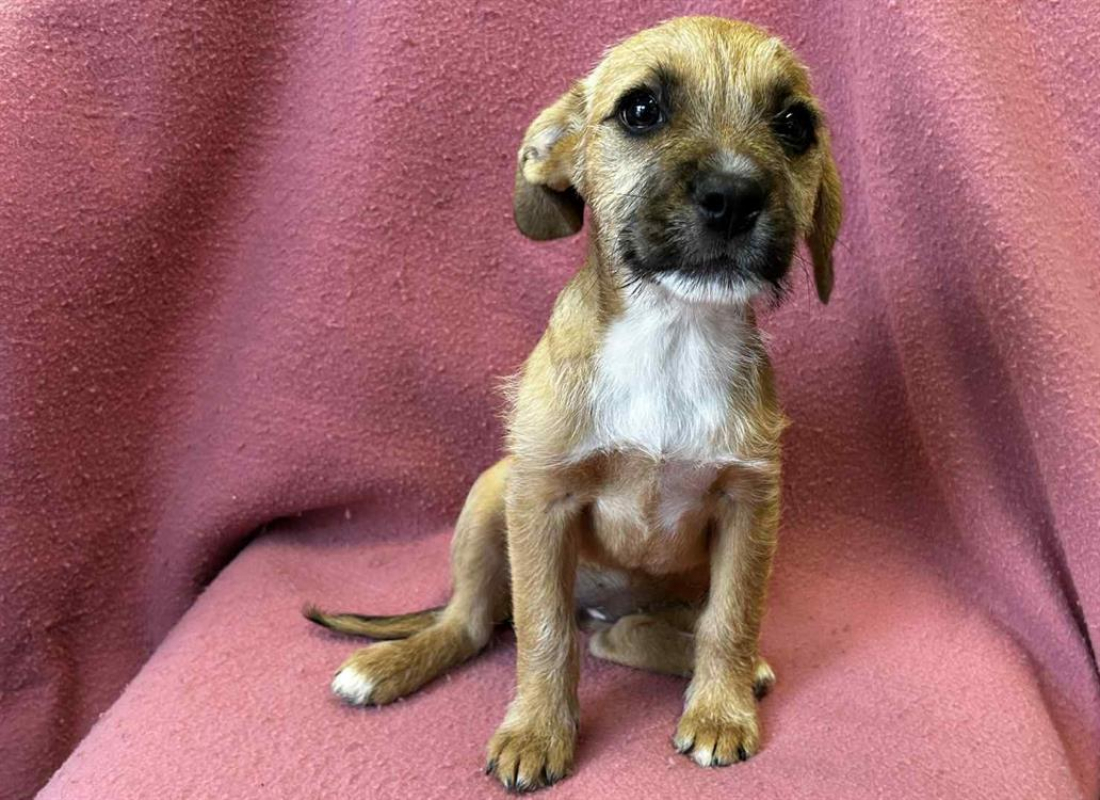 Photo de Anubis dit kiara