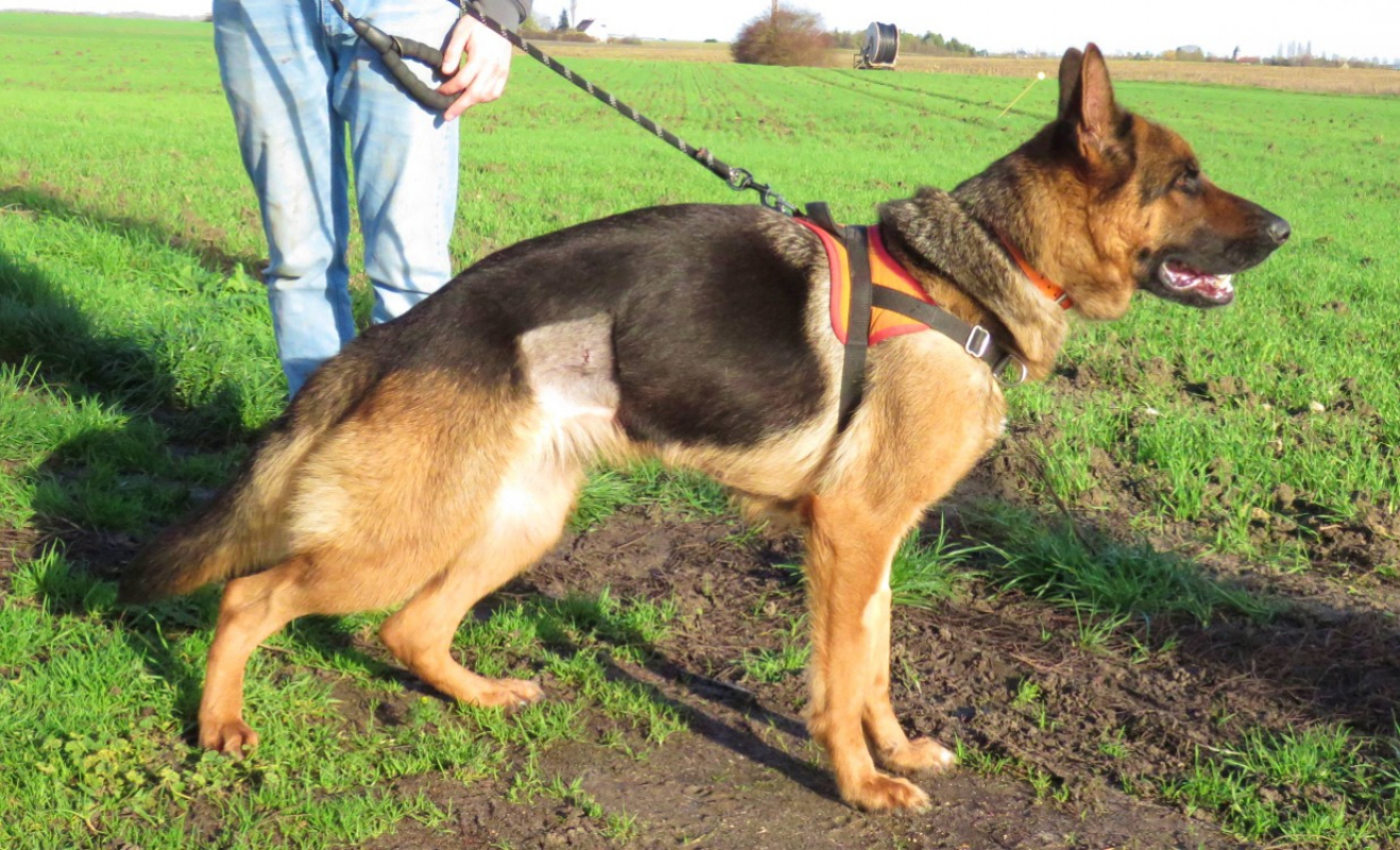 Photo #3 de Djesi dit ledi