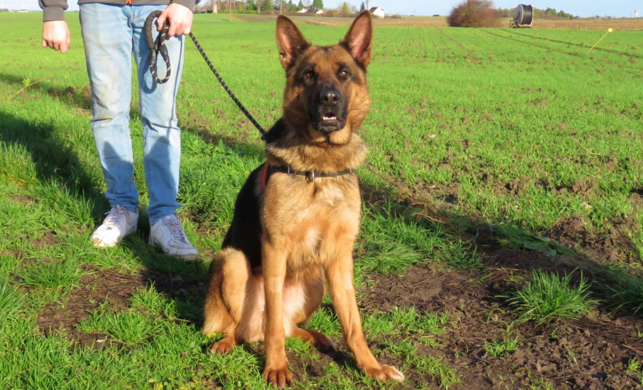 Photo #4 de Djesi dit ledi