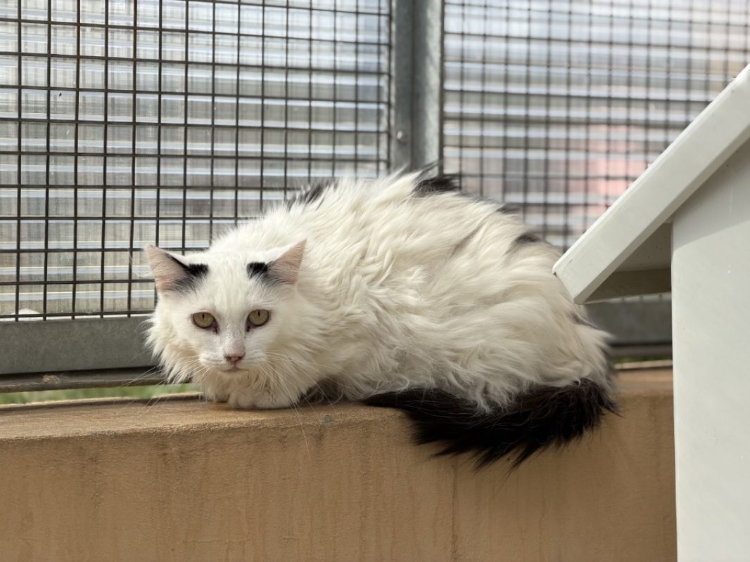 Pipo - Chat Européen à adopter