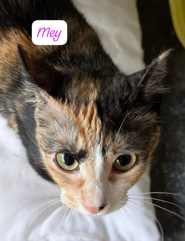 Photo de Mey